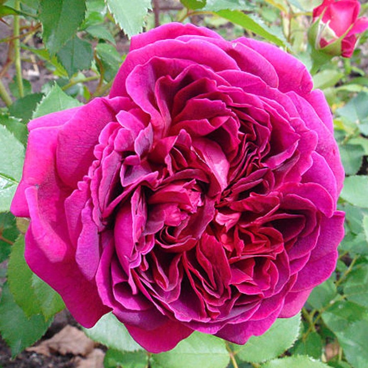 Роза парковая Уильям Шекспир